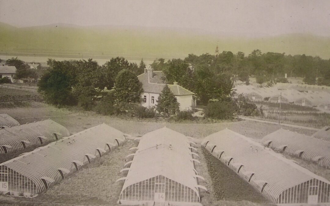 Vác 950 –  A 20. század szőlős tündérkertje