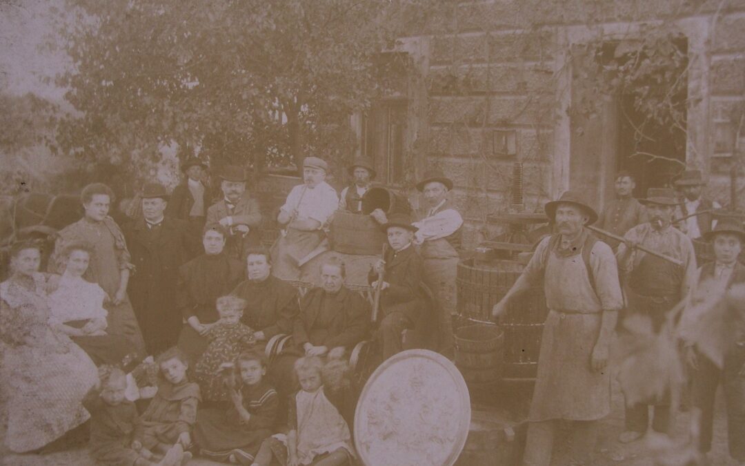 Vác 950 – Leszüreteltünk